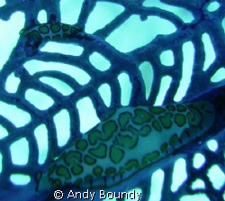 Check out the tiny one next to the larger flamingo tongue... by Andy Boundy 